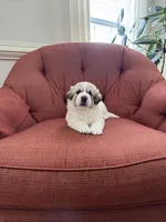 Amelia (named after Amelia Earhart), a female Great Pyrenees for sale in Richmond, VA – Photo 3 of 10