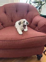 Amelia (named after Amelia Earhart), a female Great Pyrenees for sale in Richmond, VA – Photo 9 of 10