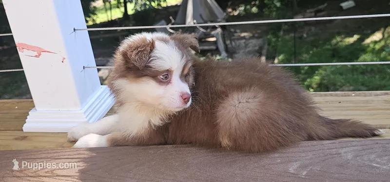 Coco – Miniature Australian Shepherd puppy for sale in Lusby, MD