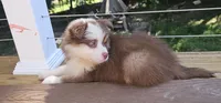 Coco, a male Miniature Australian Shepherd for sale in Lusby, MD – 1 of 4