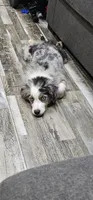 Spot, a male Miniature Australian Shepherd for sale in Lusby, MD – 8 of 10