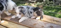 Spot, a male Miniature Australian Shepherd for sale in Lusby, MD – 4 of 5