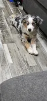 Spot, a male Miniature Australian Shepherd for sale in Lusby, MD – 6 of 10