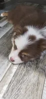 Coco, a male Miniature Australian Shepherd for sale in Lusby, MD – 3 of 4