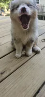 Buddy, a male Miniature Australian Shepherd for sale in Lusby, MD – 3 of 5