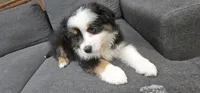 Oreo, a male Miniature Australian Shepherd for sale in Lusby, MD – 2 of 5
