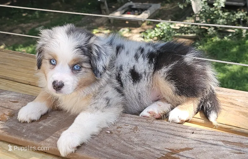 Spot – Miniature Australian Shepherd puppy for sale in Lusby, MD