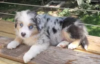 Spot, a male Miniature Australian Shepherd for sale in Lusby, MD – 1 of 5