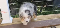 Spot, a male Miniature Australian Shepherd for sale in Lusby, MD – 5 of 5