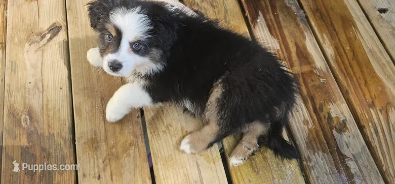 Oreo – Miniature Australian Shepherd puppy for sale in Lusby, MD