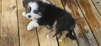 Oreo, a male Miniature Australian Shepherd for sale in Lusby, MD – 1 of 5