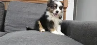 Oreo, a male Miniature Australian Shepherd for sale in Lusby, MD – 3 of 5