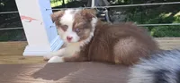Coco, a male Miniature Australian Shepherd for sale in Lusby, MD – 4 of 4