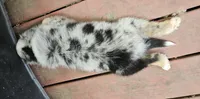 Spot, a male Miniature Australian Shepherd for sale in Lusby, MD – 2 of 5