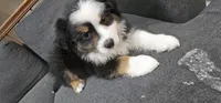 Oreo, a male Miniature Australian Shepherd for sale in Lusby, MD – 5 of 5