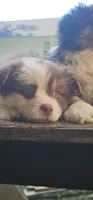 Coco, a male Miniature Australian Shepherd for sale in Lusby, MD – 2 of 4