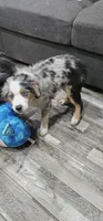 Spot, a male Miniature Australian Shepherd for sale in Lusby, MD – 10 of 10