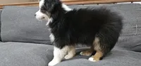 Oreo, a male Miniature Australian Shepherd for sale in Lusby, MD – 4 of 5