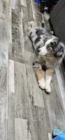 Spot, a male Miniature Australian Shepherd for sale in Lusby, MD – 7 of 10