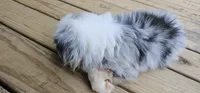 Buddy, a male Miniature Australian Shepherd for sale in Lusby, MD – 2 of 5
