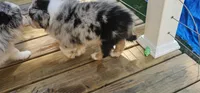 Spot, a male Miniature Australian Shepherd for sale in Lusby, MD – 3 of 5