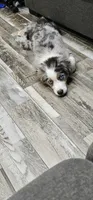 Spot, a male Miniature Australian Shepherd for sale in Lusby, MD – 9 of 10