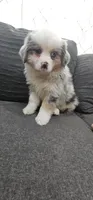 Buddy, a male Miniature Australian Shepherd for sale in Lusby, MD – 4 of 5