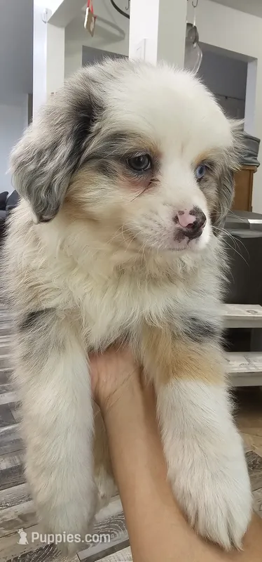 Buddy – Miniature Australian Shepherd puppy for sale in Lusby, MD