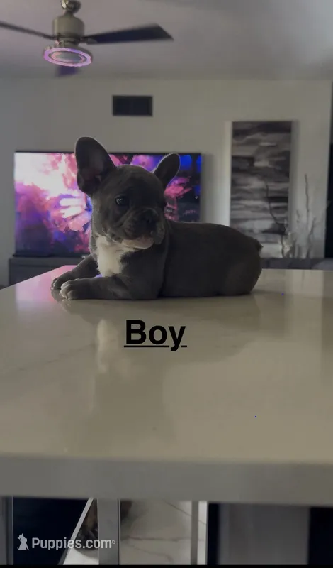 Chikitin – French Bulldog puppy for sale in Saint Cloud, MN