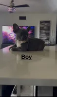 Chikitin, a  French Bulldog for sale in Saint Cloud, MN – 1 of 3