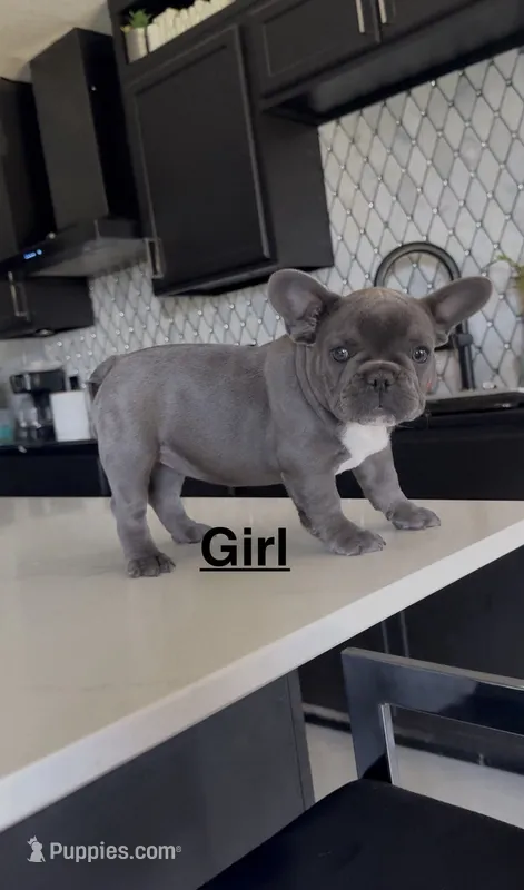 Luna – French Bulldog puppy for sale in Saint Cloud, MN