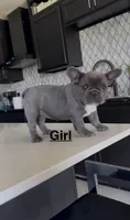 Luna, a female French Bulldog for sale in Saint Cloud, MN – 1 of 3