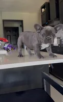 Luna, a female French Bulldog for sale in Saint Cloud, MN – 2 of 3