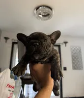 Goku, a  French Bulldog for sale in Saint Cloud, MN – 3 of 3