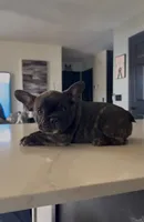 Goku, a  French Bulldog for sale in Saint Cloud, MN – 2 of 3