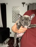 Luna, a female French Bulldog for sale in Saint Cloud, MN – 3 of 3