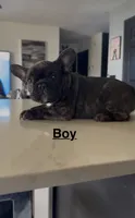 Goku, a  French Bulldog for sale in Saint Cloud, MN – 1 of 3
