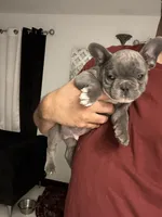 Chikitin, a  French Bulldog for sale in Saint Cloud, MN – 3 of 3