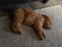 Cash, a male Goldendoodle for sale in Carpentersville, IL – 7 of 9