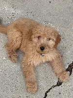 Cash, a male Goldendoodle for sale in Carpentersville, IL – 8 of 9