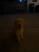 Cash, a male Goldendoodle for sale in Carpentersville, IL – 5 of 9