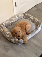 Cash, a male Goldendoodle for sale in Carpentersville, IL – 2 of 9