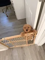 Cash, a male Goldendoodle for sale in Carpentersville, IL – 6 of 9