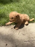 Cash, a male Goldendoodle for sale in Carpentersville, IL – 4 of 9