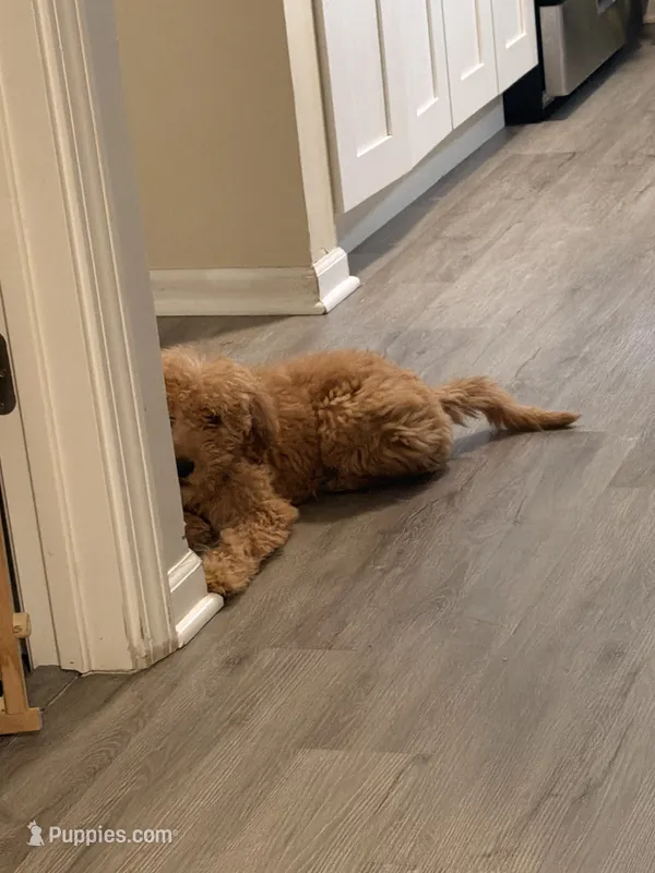 Cash – Goldendoodle puppy for sale in Carpentersville, IL