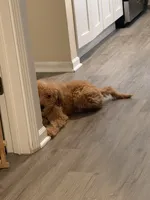 Cash, a male Goldendoodle for sale in Carpentersville, IL – 1 of 9