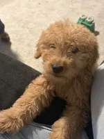 Cash, a male Goldendoodle for sale in Carpentersville, IL – 3 of 9