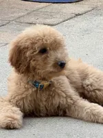 Cash, a male Goldendoodle for sale in Carpentersville, IL – 9 of 9