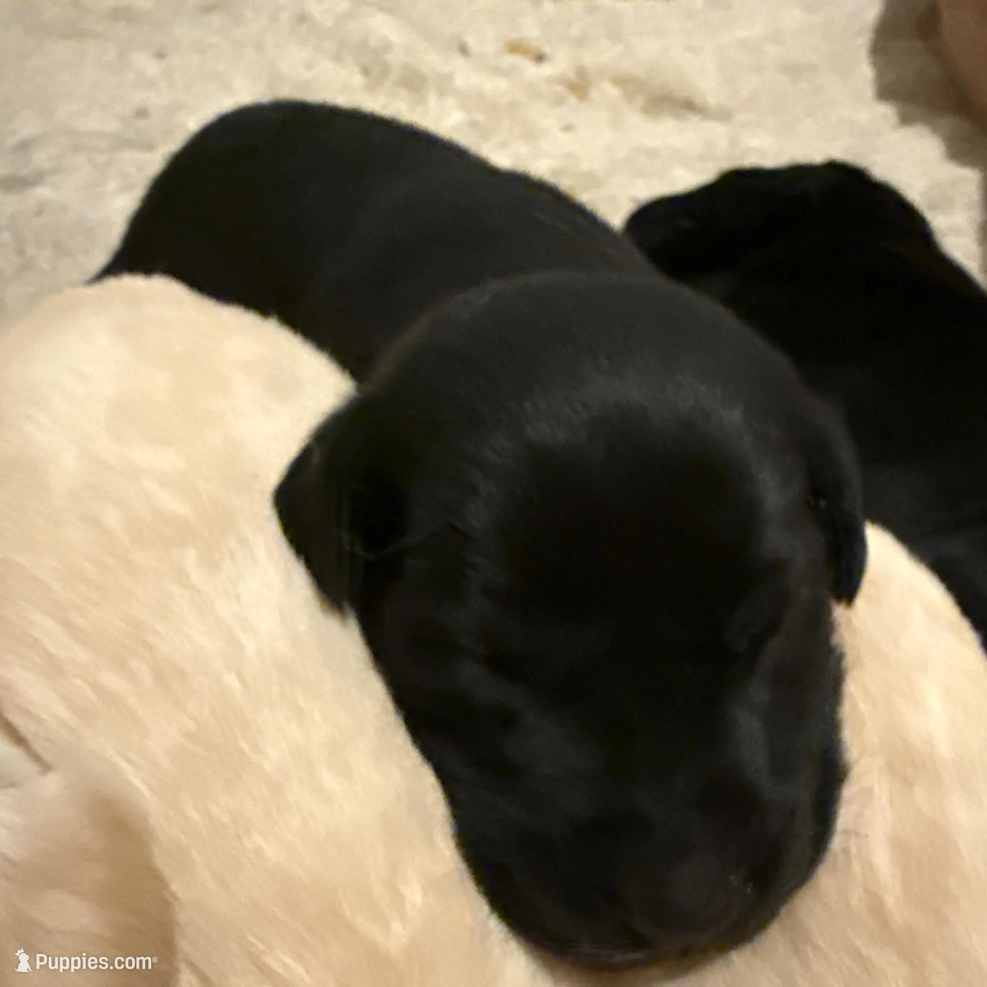 JJ – Labrador Retriever puppy for sale in Albertville, MN
