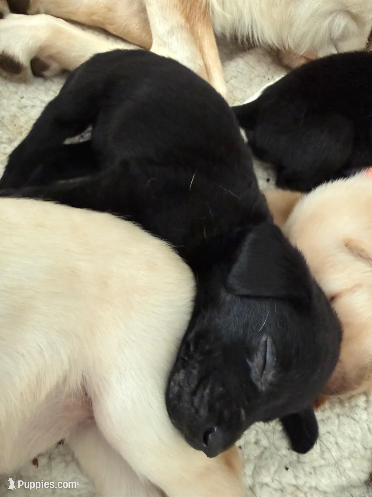 Tate – Labrador Retriever puppy for sale in Albertville, MN